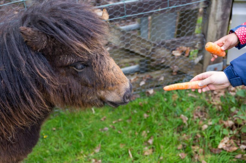 Public urged not to feed farm animals after death of pony - Vimarsana News