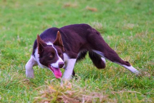 New record after working sheep dog sells for £28,455 - Vimarsana News