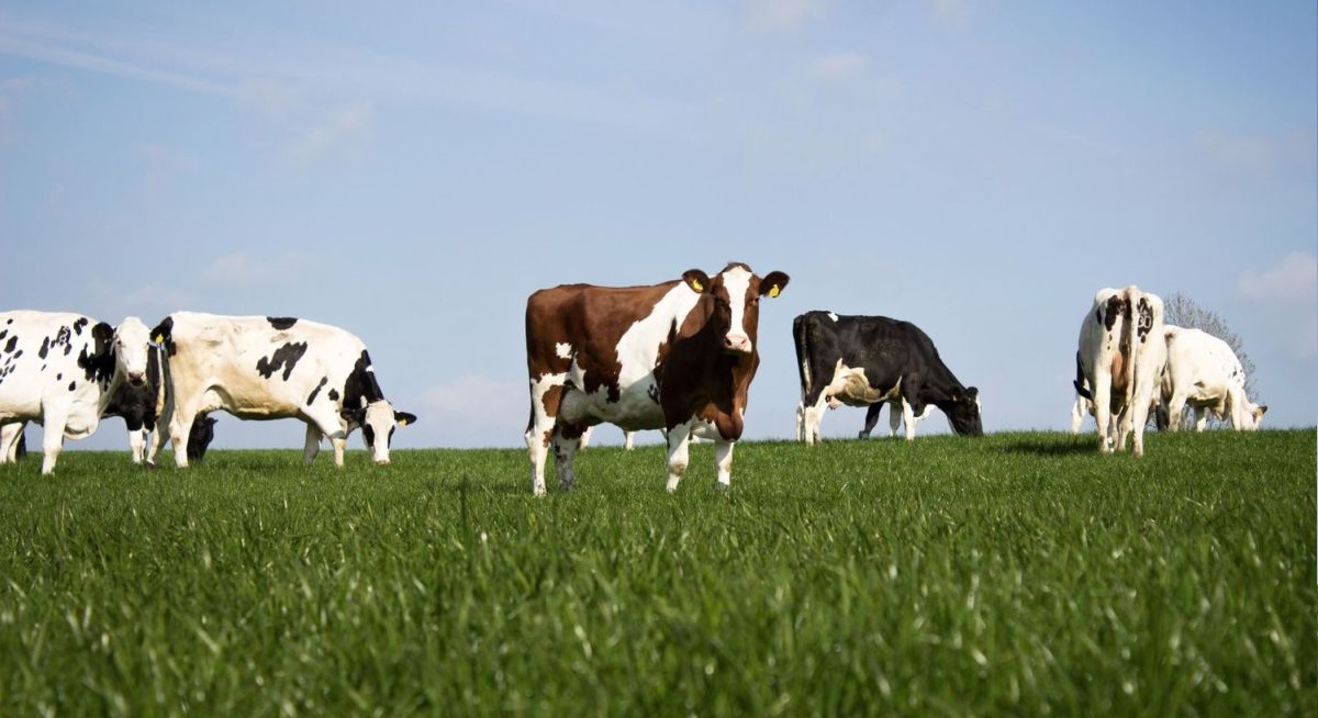 Wyke Farms receives £1.3m to expand into 'post-Brexit world' - Vimarsana News