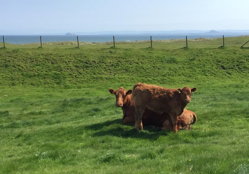100% Pasture for Life status awarded to Fife farm - Vimarsana News