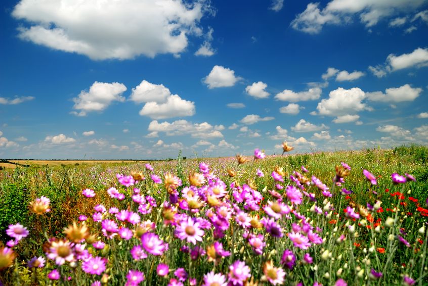 Value of capital grants doubles in revised Countryside Stewardship - Vimarsana News