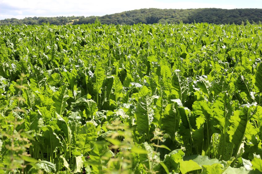 Many growers 'feel disengaged' with AHDB Horticulture, NFU says - Vimarsana News