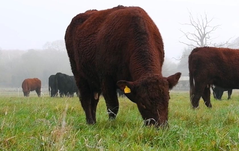 McDonald's UK launches regenerative grazing project ...