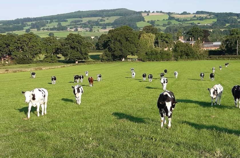 Scheme helps heifer rearer capture £10,220 cost benefit - Vimarsana News