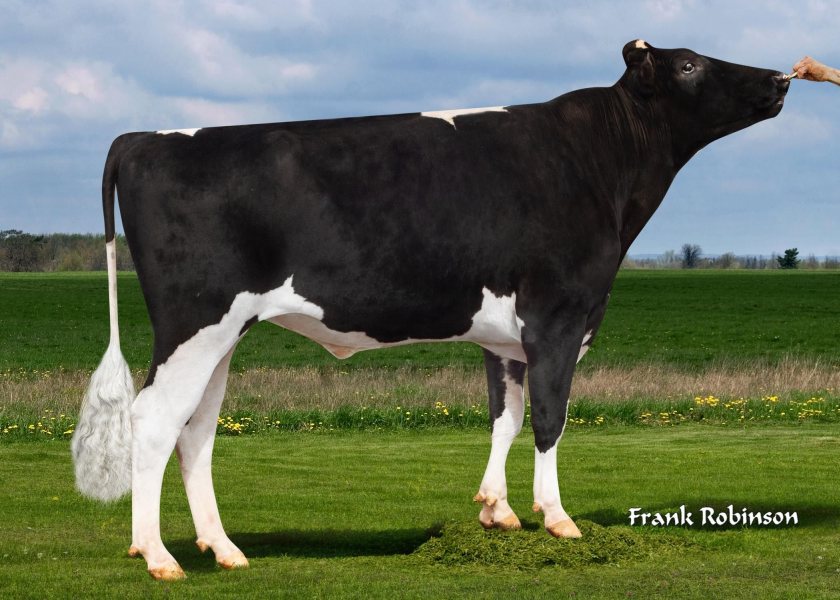 Quartet of Holstein bulls graduate to top of proven sire list - Vimarsana News