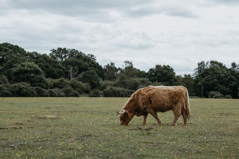 BPS allocation method for New Forest graziers to change - Vimarsana News