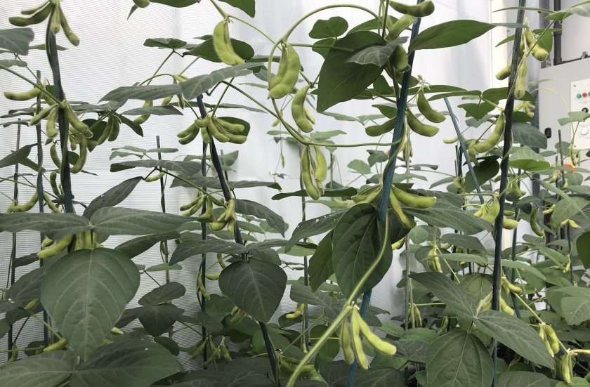 UK scientists develop climate-resilient bean crop - Vimarsana News