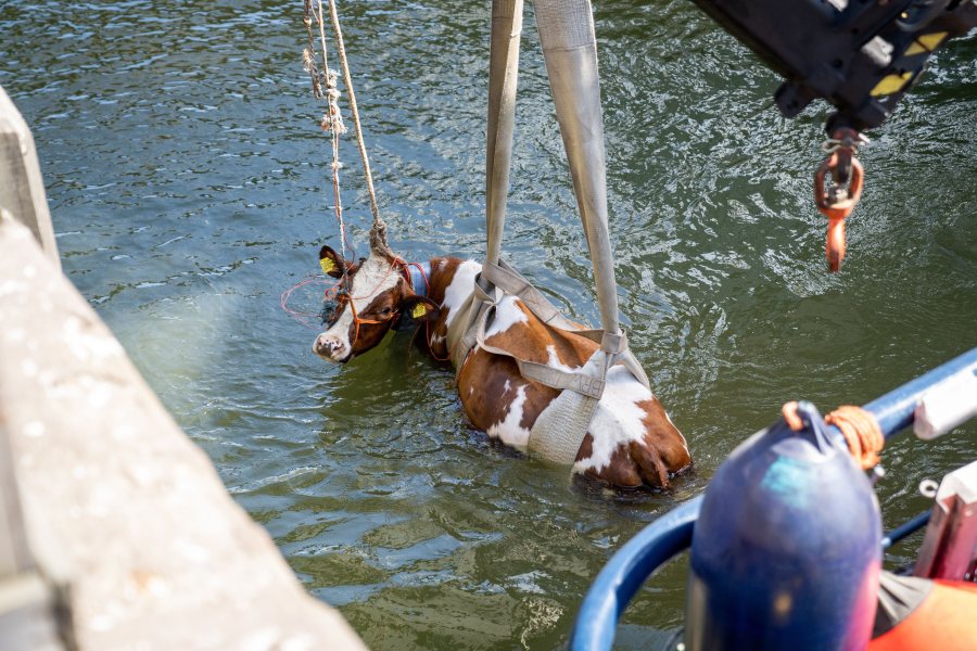 'Floating farm' cows fall into Rotterdam harbour - Vimarsana News