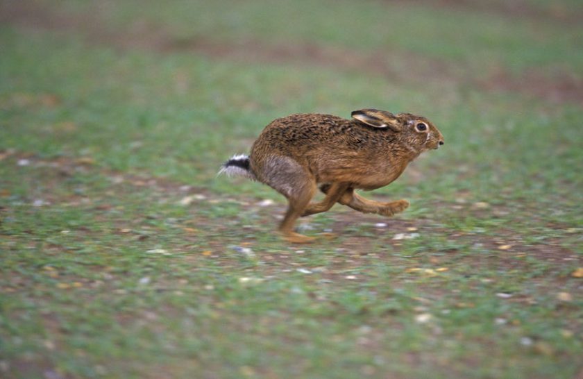 Officers use night vision goggles to stop hare coursers - Vimarsana News