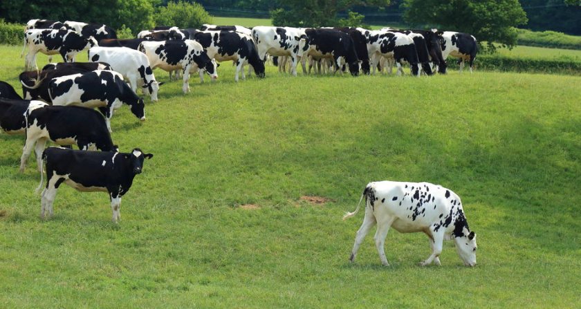 Farming unions warn of rising dairy production costs - Vimarsana News