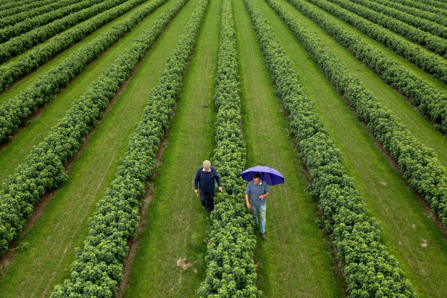 Wet weather fails to dampen blackcurrant harvest - Vimarsana News
