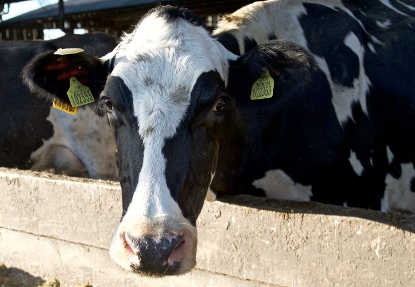 Report shows carbon footprint data from 2,000 dairy farms - Vimarsana News