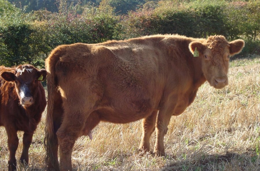 Importance of body condition scoring in suckler cows - Vimarsana News