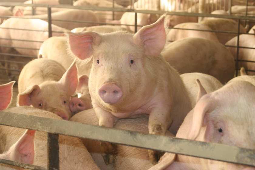 'Major step for agriculture': Scientists develop African swine fever vaccine - Vimarsana News