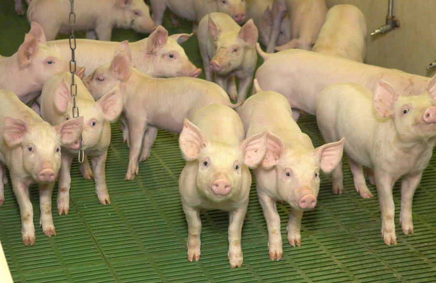 Farm project to harvest green ammonia from pig waste - Vimarsana News
