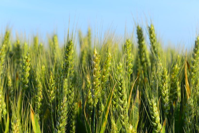 Winter cropping area set to rise, survey shows - Vimarsana News