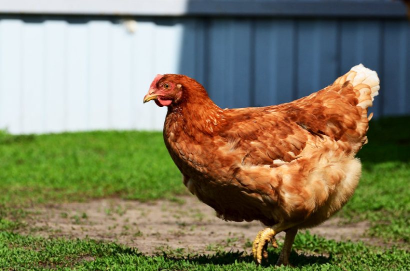 Bird flu: Poultry housing order for parts of North Yorkshire - FarmingUK  News