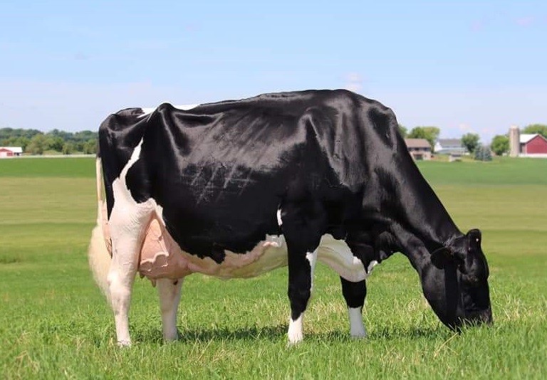 Globally acclaimed dairy genetics to go under the hammer - Vimarsana News
