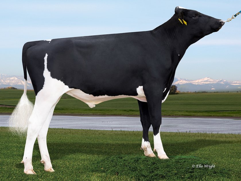 Breaking News peaks among young Holstein sires - Vimarsana News