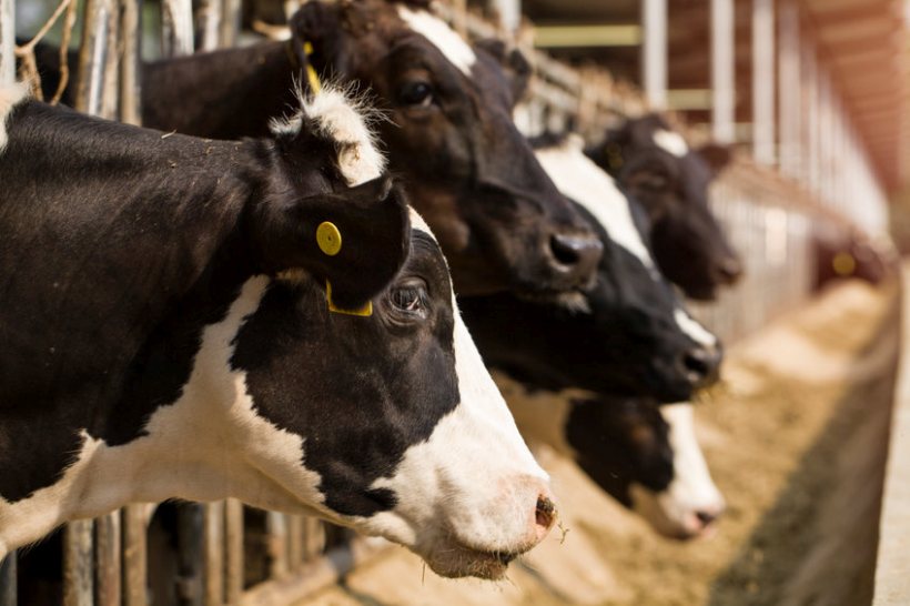 Progress on milk contracts and milk prices 'needed in 2022' - Vimarsana News