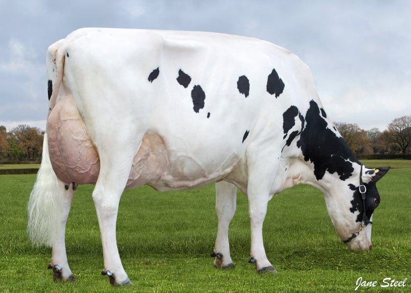 Total dispersal of 'hidden gem' dairy herd next month - Vimarsana News