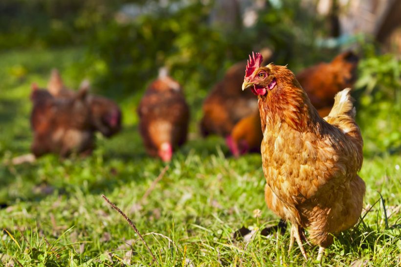 New high-path bird flu outbreaks in England - Vimarsana News