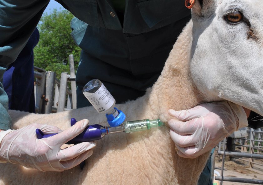Subsidised blood testing scheme available for sheep farmers - Vimarsana News