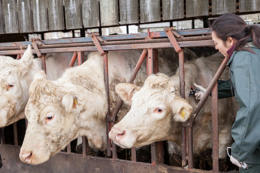 Bovine TB: FUW opposes risk-based trading proposals - Vimarsana News