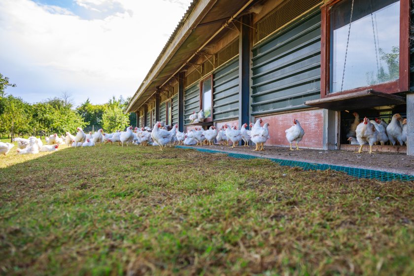 New broiler diversification chance for free range egg producers - Vimarsana News