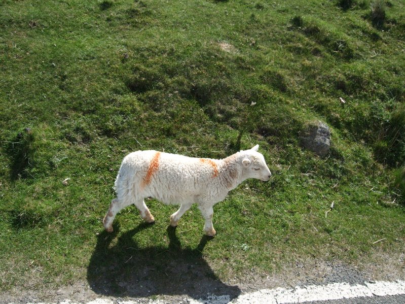 Sheep rustler ordered to pay back £11k to farmers - Vimarsana News