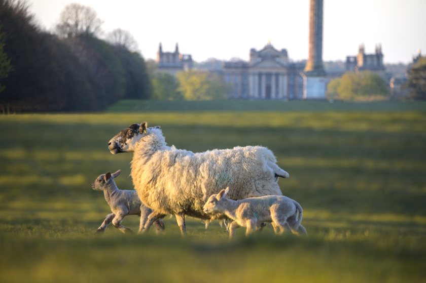 Blenheim Estate unveils new sheep worrying campaign - Vimarsana News