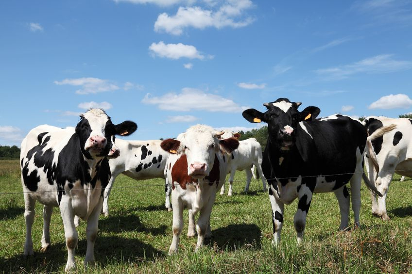 Changes to dairy genetic indexes reflect economic outlook - Vimarsana News