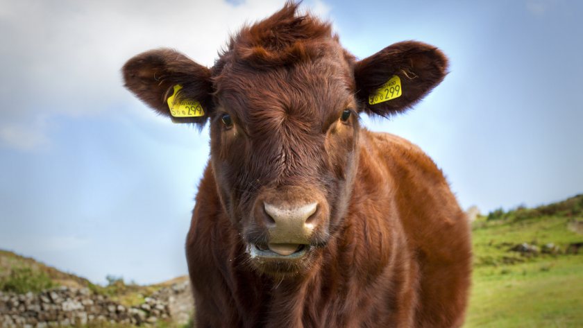New campaign aims to help prevent cattle lead poisoning - Vimarsana News