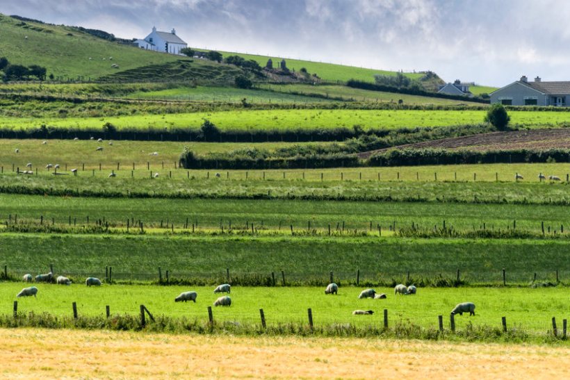 Stormont accused of 'disregarding' NI sheep sector - Vimarsana News
