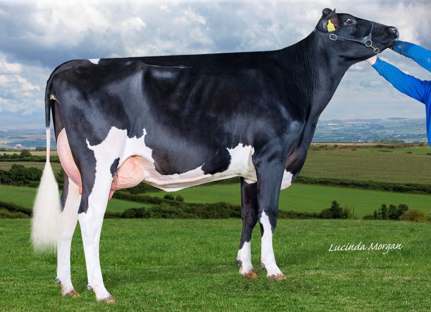 New number one daughter-proven sire follows genomic breeding pattern - Vimarsana News