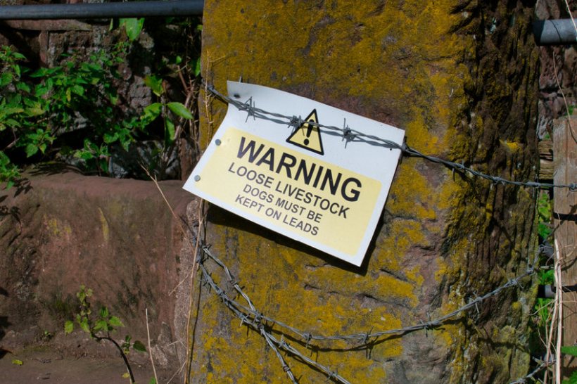 Survey: Dog owners fail to tell farmer following sheep attack - Vimarsana News