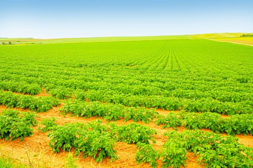 Project to tackle plant parasitic nematodes in daffodils and potatoes - Vimarsana News