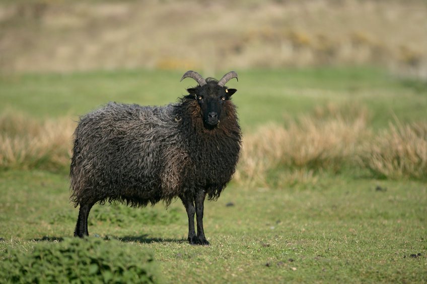 New guidance on financial support to help Scottish farmers cut emissions - Vimarsana News