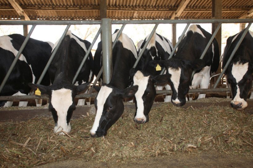Survey show breakthrough in way farmers tackle mastitis - Vimarsana News