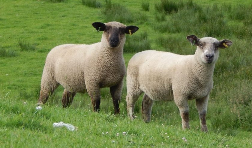 Top breeding boosts profit and productivity in commercial lambs - Vimarsana News