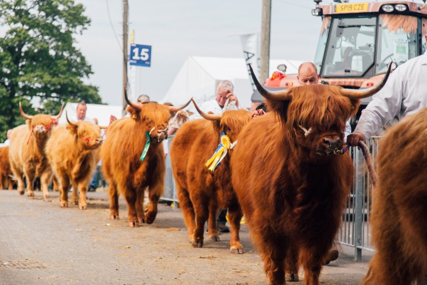 Royal Highland Show reveals livestock and equestrian entry numbers - Vimarsana News