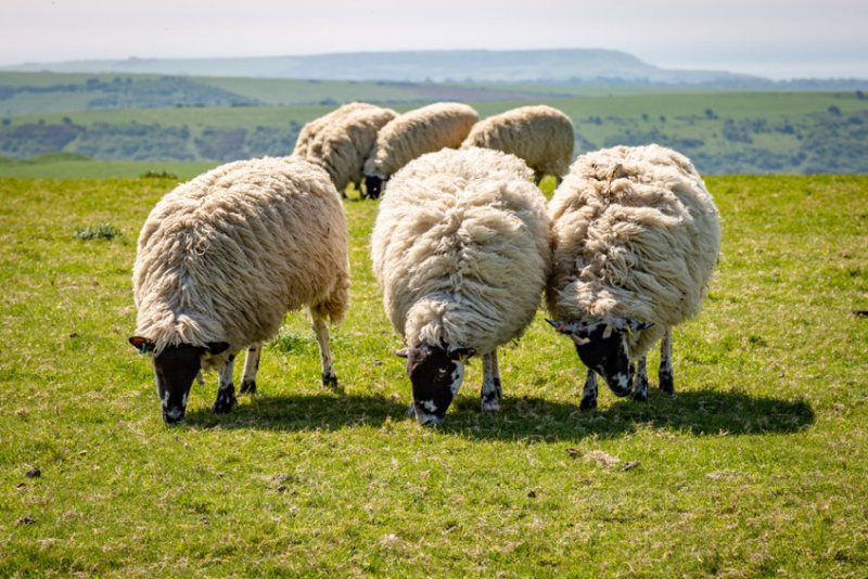 Major sheep sector event to return this year with genetics theme - Vimarsana News