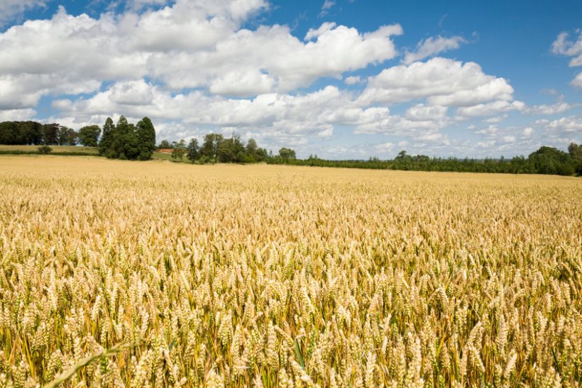 Gene-edited crop production edges nearer as new law introduced - Vimarsana News