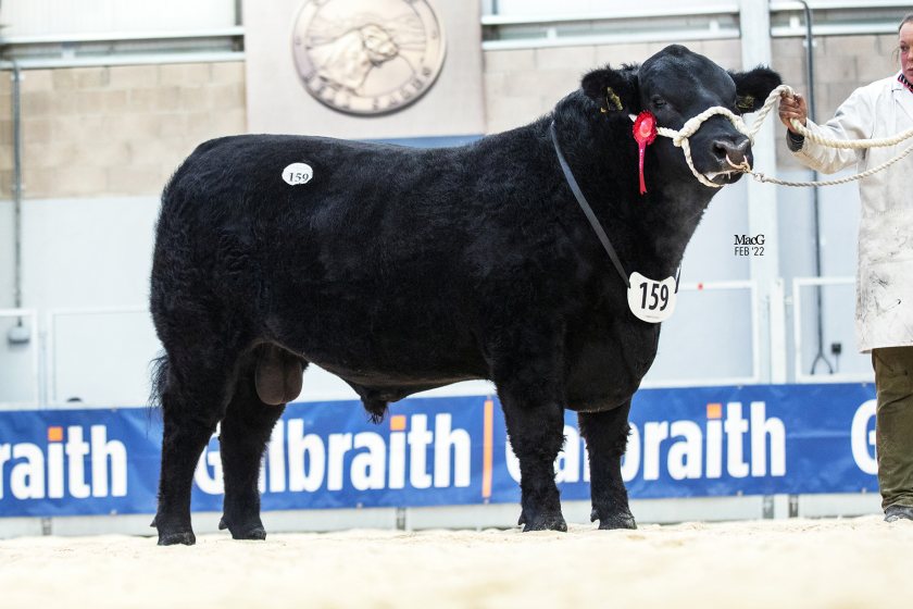Award-winning Shadwell Aberdeen-Angus herd sells for over £650,000 - Vimarsana News