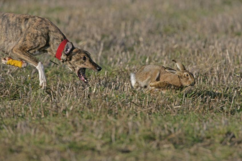 New joint police initiative sees first hare courser fined - Vimarsana News
