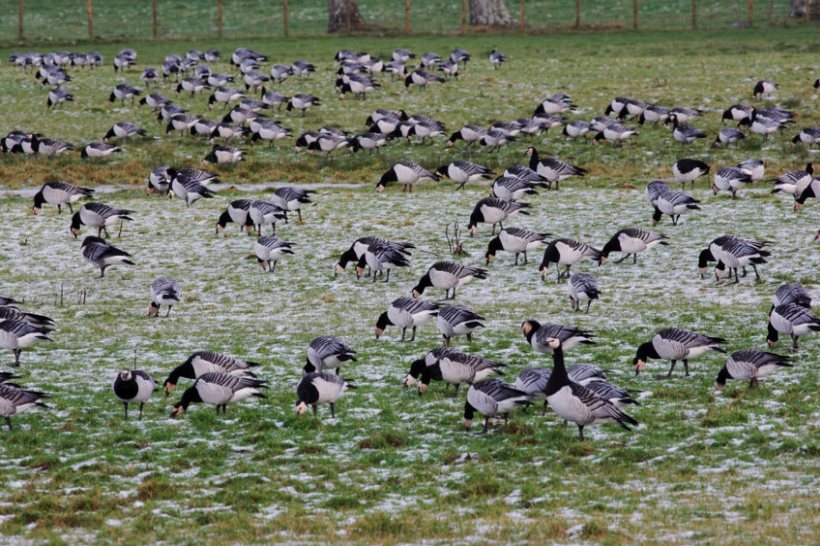 Bird flu continuing to circulate in UK seabirds, RSPB warns - Vimarsana News
