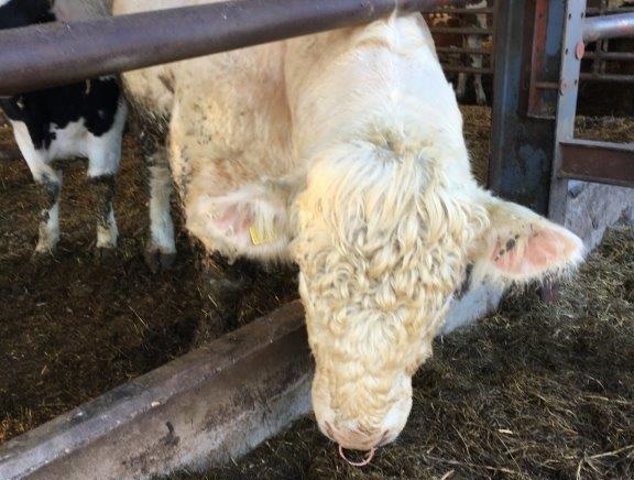 Farmer fined thousands after failing to comply with TB control measures - Vimarsana News