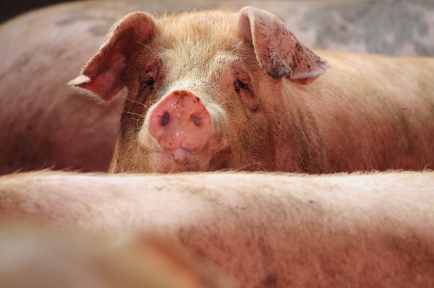 Suspected case of foot-and-mouth on Norfolk pig farm - Vimarsana News
