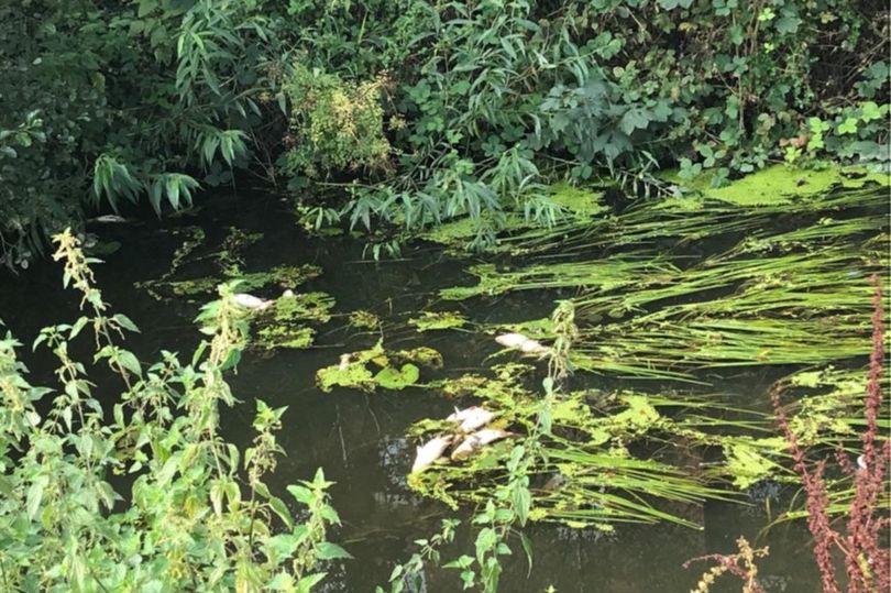 Farmer ordered to pay out more than £25k after polluting River Frome - Vimarsana News