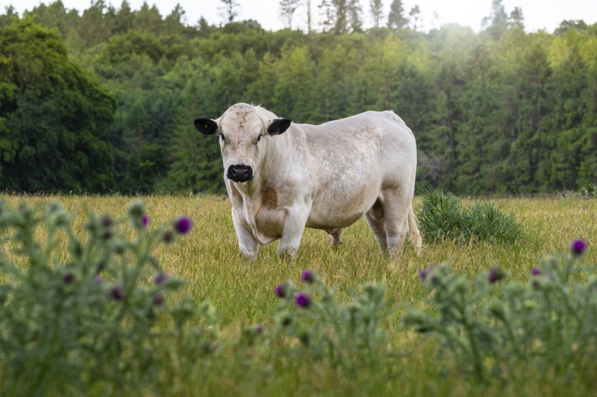 Pedigree bull adds new blood to Blenheim Estate's herd of ancient cattle - Vimarsana News